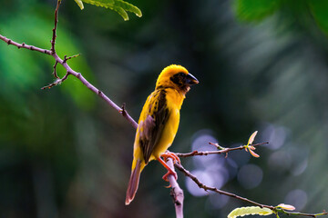 Asia golden weaver beautiful male golden bird on the branch in nature colorful environment forest garden green. For the concept of bird watching, birds in nature.