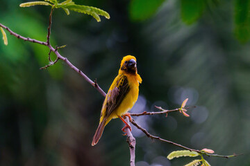 Asia golden weaver beautiful male golden bird on the branch in nature colorful environment forest garden green. For the concept of bird watching, birds in nature.