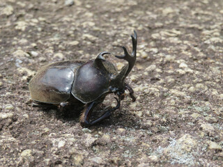 stag beetle on the sand