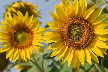 yellow bright sunflower flower close-up on a green background. Farm, agriculture, august concept