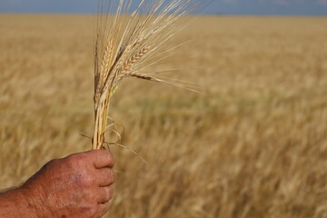 The agronomist's hands on the background of barley, grew a crop.