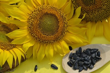 yellow sunflower flowers on a yellow background. wooden spoon with seeds. The concept of agriculture, farm, production