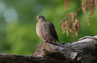 dove