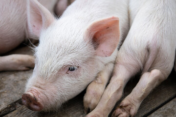 Small piglet sleep in the farm. Group of Mammal indoor waiting feed. swine in the stall. Close up eyes and blur.