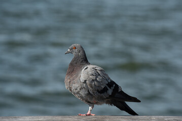pigeon on the beach