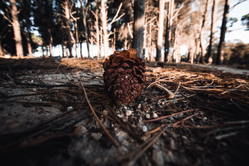 Fallen Acorn in the Woods