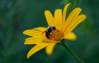 bee on flower
