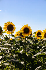 Sunflower field landscape close up