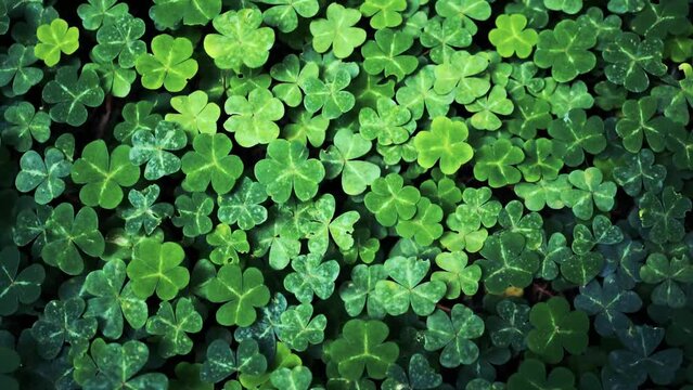 Wind through Wood Sorrel