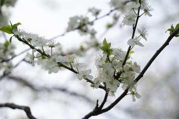 beautiful branches of pink Cherry blossoms on the tree under blue sky, Beautiful Sakura flowers during spring season in the park