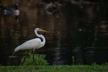 great white heron