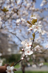 beautiful branches of pink Cherry blossoms on the tree under blue sky, Beautiful Sakura flowers during spring season in the park