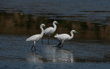 white egrets