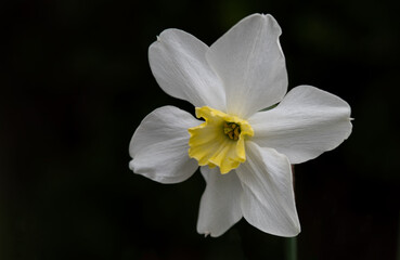 Naklejka na ściany i meble white narcissus flower