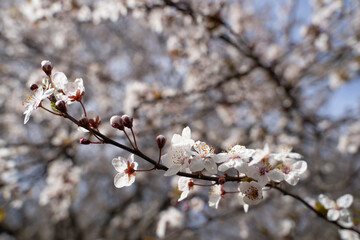 beautiful branches of white Cherry blossoms on the tree under blue sky, Beautiful Sakura flowers during spring season in the park