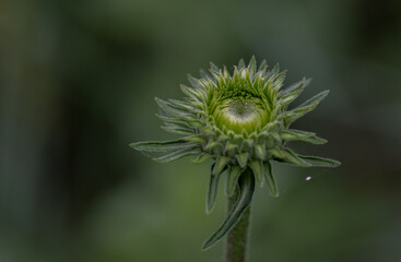 green flower