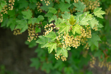 A branch of a flowering red currant bush