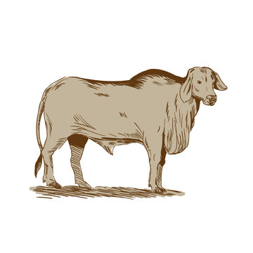 Brahman Bull Drawing