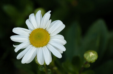 daisy flower