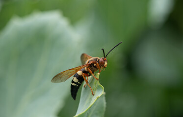 bee on a flower