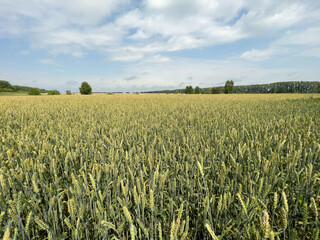 A field of ripening wheat. A big harvest. The concept of agriculture.