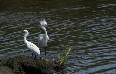 white egrets