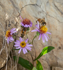 bees on aster wildflowers