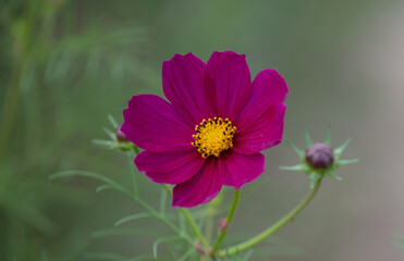 pink flower