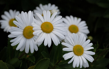 Obraz premium white daisies in a garden