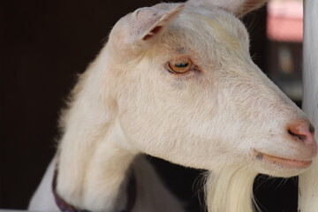 Obraz premium かわいいヤギ