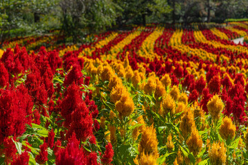Celosia argentea field