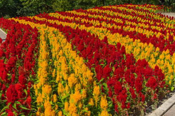 Celosia argentea field