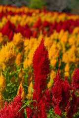 Celosia argentea field