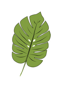 Drawing of philodendron leaf with vines on white background,Tropical palm leaf,