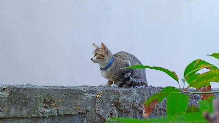 Cat sits on the wall staring forward against the background of the building wall.