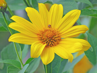 Close up Mexican sunflower or Tree marigold flower, blooming beautifully in the season, ladybugs on Mexican sunflowers..