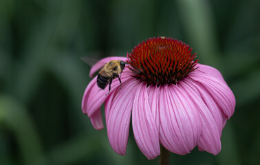 bee on a flower