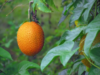 Fresh Gac fruit hanging on tree with nature background. Gac fruit is a very useful plant, rich in vitamins and medicinal properties.