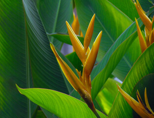 Heliconia psittacorum or Heliconia Golden Torch or False Bird of Paradise Flower with water droplets, refreshing after rain.
