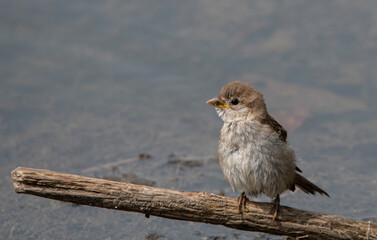 bird on a branch