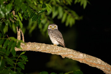 A brown owl standing on the tree with copy space from Thailand.