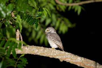 A brown owl standing on the tree with copy space from Thailand.