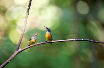 2 birds are singing on dry branches with blur background in natural day light and copy space from Thailand.