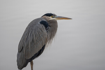 great blue heron
