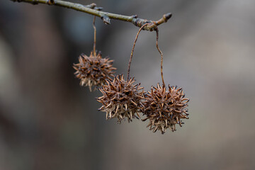 willow branches in spring
