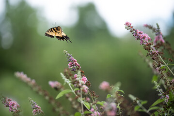 Little Butterfly flyer