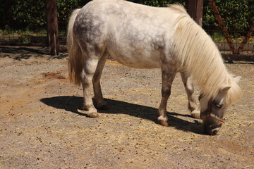 Fototapeta premium 白いポニー