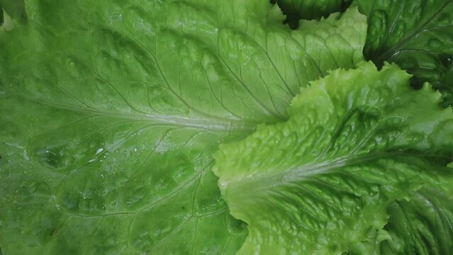 Leaves of fresh green lettuce. The concept of healthy eating. High quality Full HD footage.
