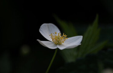 white flower