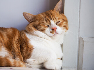 The cat leaning against the edge of the door and sleep well